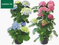 Aldi S&uuml;d Gardenline Hortensien Pyramide