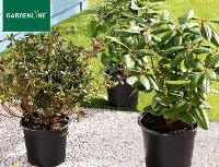 Aldi S&uuml;d Gardenline Rhododendron