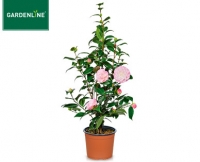 Aldi S&uuml;d  GARDENLINE&reg;Kamelie
