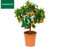 Aldi S&uuml;d  GARDENLINE&reg;Mediterranes St&auml;mmchen