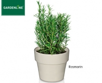 Aldi S&uuml;d  GARDENLINE&reg;Italienische Gew&uuml;rzkr&auml;uter