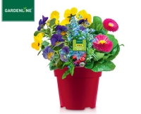 Aldi S&uuml;d  GARDENLINE&reg;Fr&uuml;hlingsmix im Topf