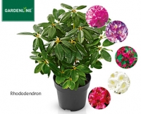 Aldi S&uuml;d  GARDENLINE&reg;Zierstrauch, Rhododendron- oder Azaleen-Busch