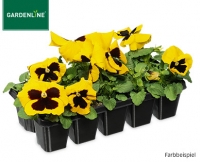 Aldi S&uuml;d  GARDENLINE&reg;Beetpflanzen Fr&uuml;hlingsmix