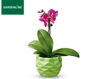 Aldi S&uuml;d  GARDENLINE&reg;Mini-Orchidee im Topf