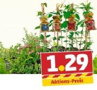 Penny  Clematis o. Bodendecker