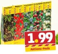 Penny  Beerenobststr&auml;ucher