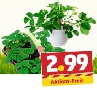 Penny  Erdbeeren o. Erdbeer-Ampel