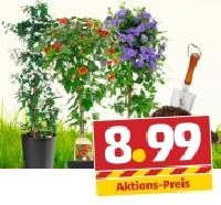 Penny  Verschiedene St&auml;mme und Pyramiden