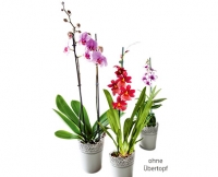 Aldi S&uuml;d  GARDENLINE&reg;Orchidee