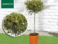 Aldi S&uuml;d Gardenline Toskana St&auml;mmchen