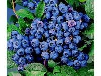 Lidl  Riesenheidelbeere Goldtraube, 3 Pflanzen