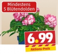Penny  Rhododendron-Hybriden und Yakushimanum