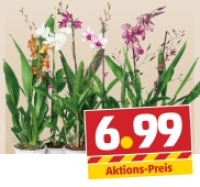 Penny  Bl&uuml;hende Phalaenopsis oder Orchideen-Mix