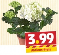 Penny  Hortensie zum Muttertag