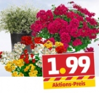 Penny  Bunte Beet- und Balkonpflanzen