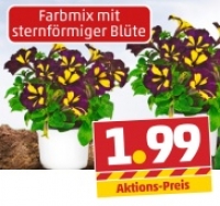 Penny  Petunien in der Sondersorte Sternbl&uuml;te