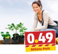 Penny  Verschiedene Gem&uuml;sepflanzen