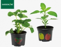 Aldi S&uuml;d Gardenline Gem&uuml;sepflanze