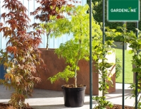 Aldi S&uuml;d Gardenline Ahorn-Strauch