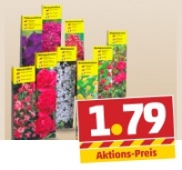 Penny  Sommerliche K&uuml;belpflanze