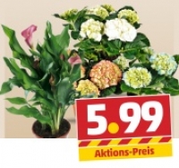 Penny  Calla o. Hortensie