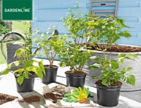 Aldi S&uuml;d Gardenline Beerenstrauch