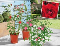 Aldi S&uuml;d Kletterrose am Spalier