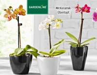 Aldi S&uuml;d Gardenline Mini-Orchidee