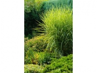 Lidl  Staude Gestreiftes Chinaschilf, 4 Pflanzen