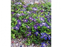 Lidl  Bodendecker-Clematis Arabella, 2 Pflanzen Teppich-Waldrebe