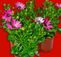 Penny  Bornholmer Margerite