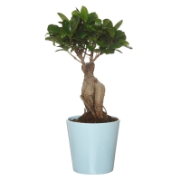 Aldi S&uuml;d  GARDENLINE&reg; Tropischer Pflanzen-Mix