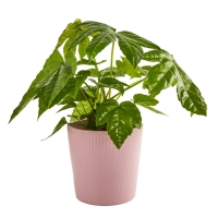 Aldi S&uuml;d  GARDENLINE&reg; Exotische Pflanze