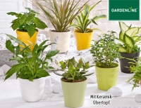 Aldi S&uuml;d Gardenline Exotische Pflanze