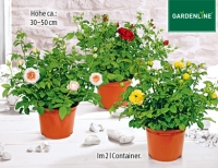 Aldi S&uuml;d Gardenline Lizenz-Gartenrose