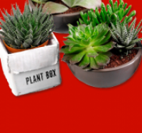Penny  Keramikschale oder Plant Box
