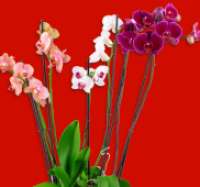 Penny  Phalaenopsis oder Orchideen-Mix