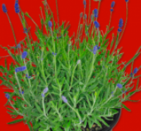 Penny  Lavendel angustifolia
