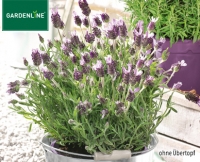 Aldi S&uuml;d  GARDENLINE&reg;Lavendel