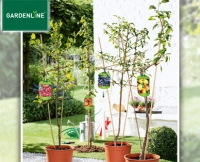 Aldi S&uuml;d  GARDENLINE&reg;Spalier- oder S&auml;ulenobst
