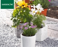 Aldi S&uuml;d  GARDENLINE&reg;Sommerblume